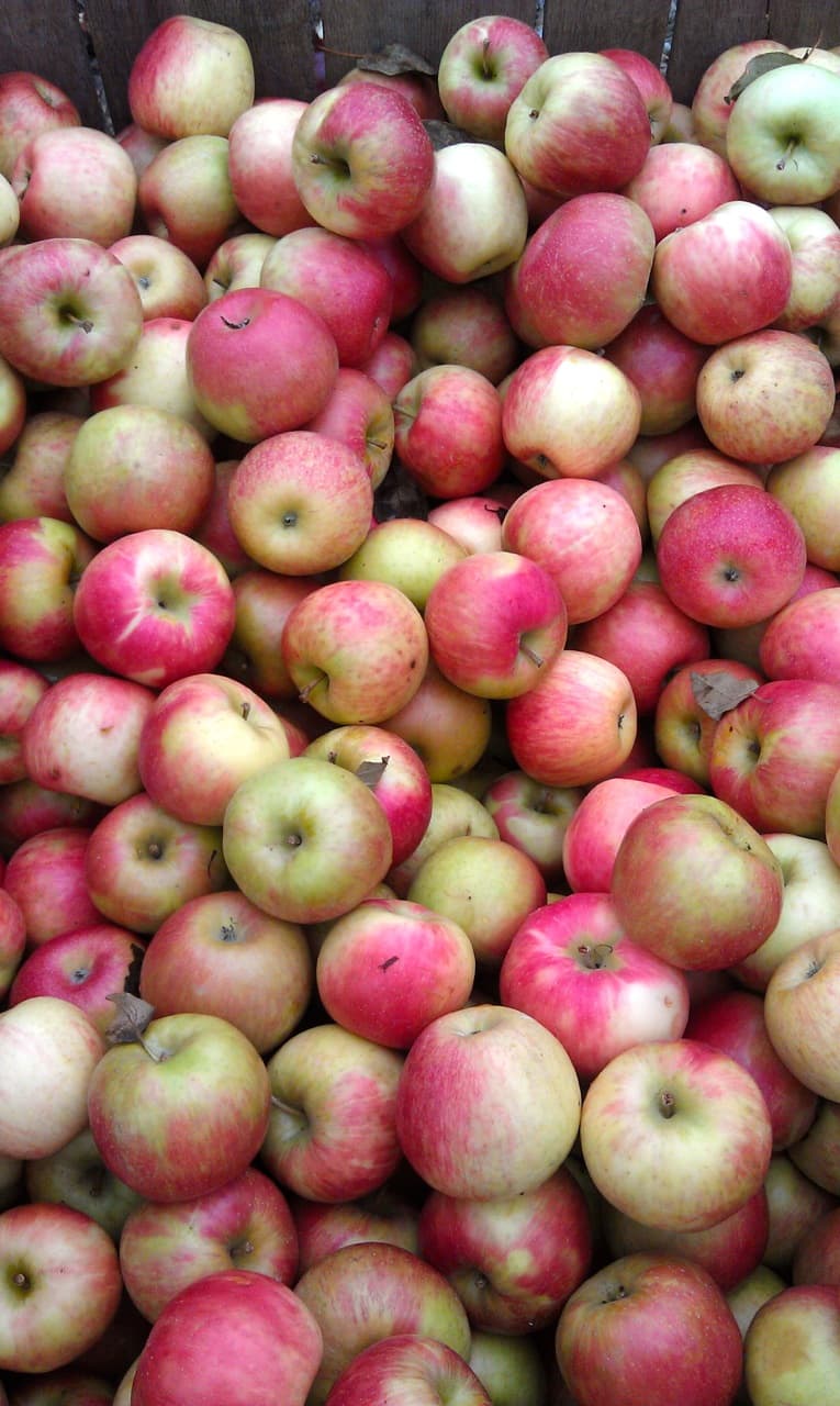 Apples from Silverman’s Farm in Easton, CT