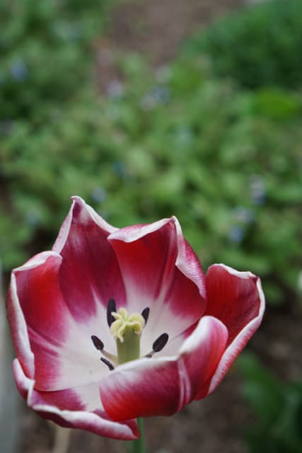 Red and WHITE tulip.