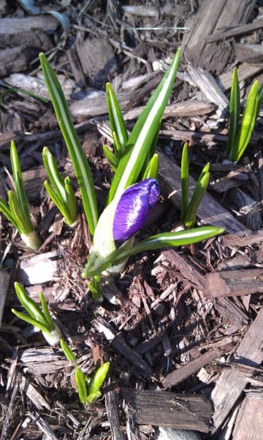 First Crocus