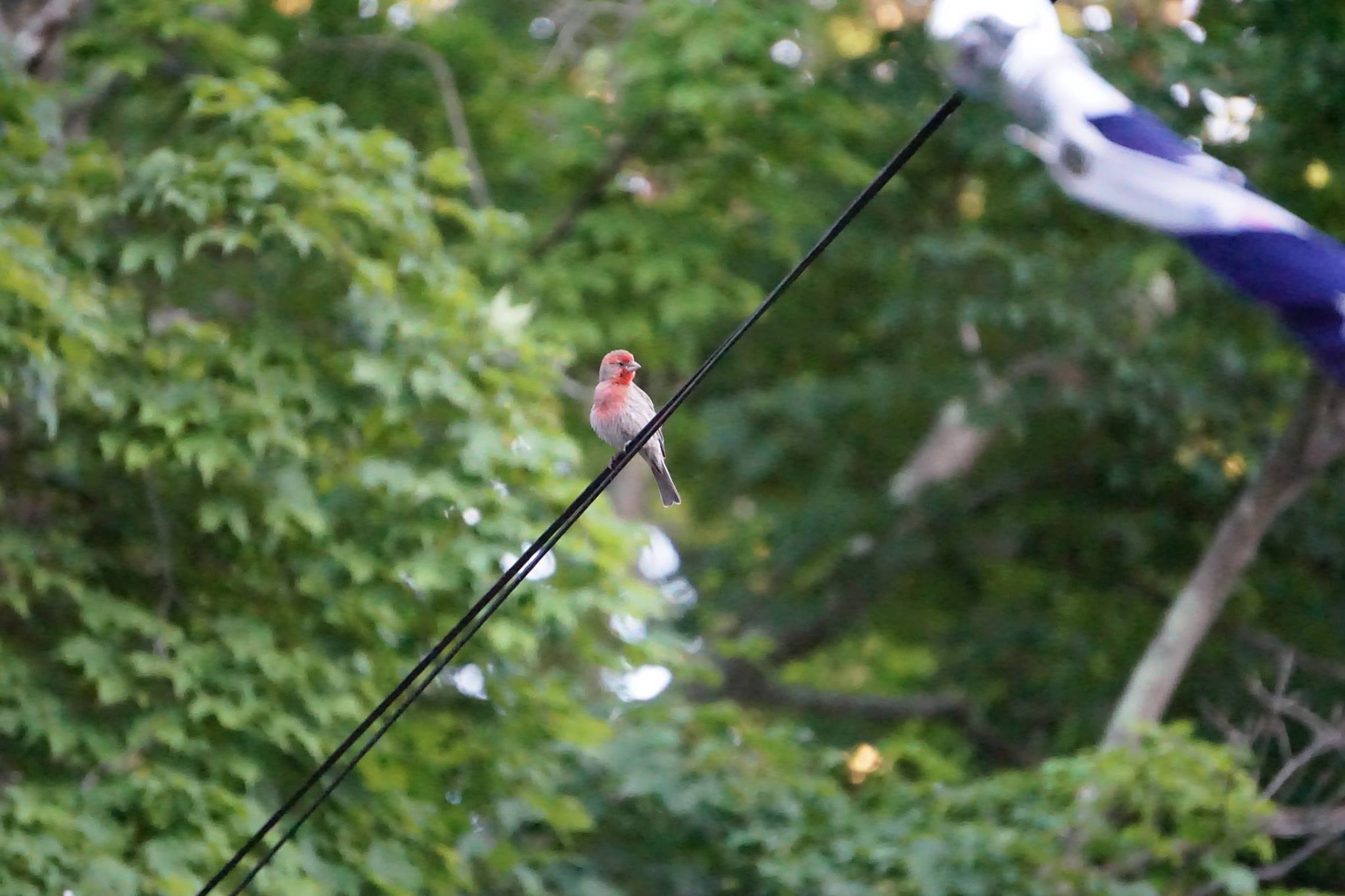 Male Red Finch