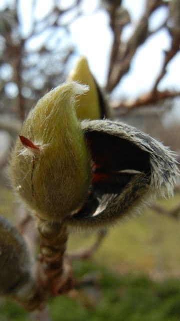 Northern Magnolia