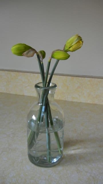 Daffodils in Vase