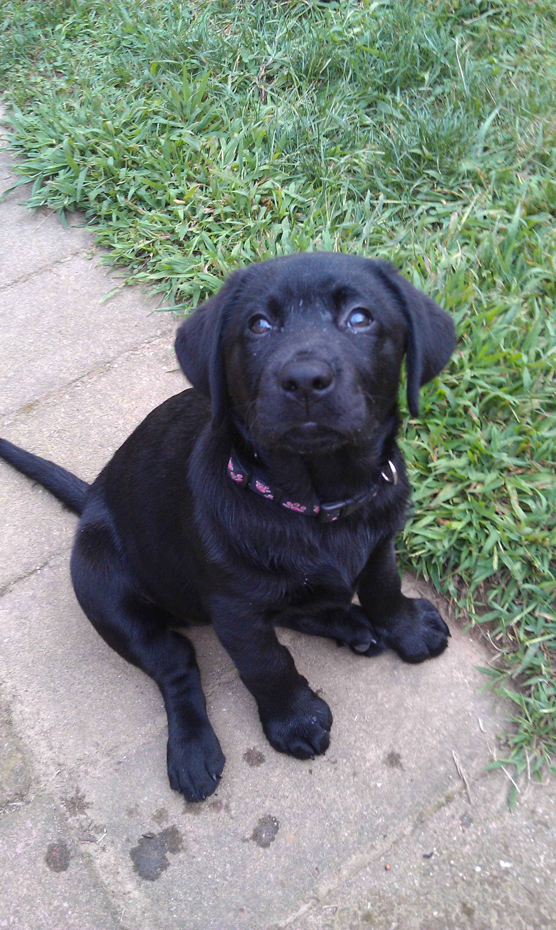 English Black Labrador