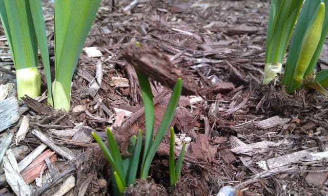 Daffodil Shoots