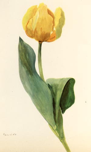 Arlette Davids Tulip