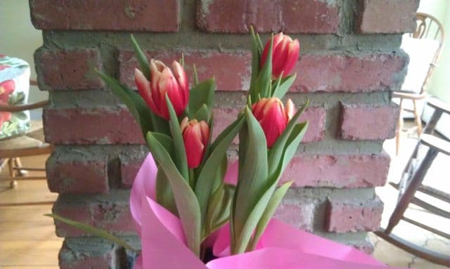 Spring Tulips