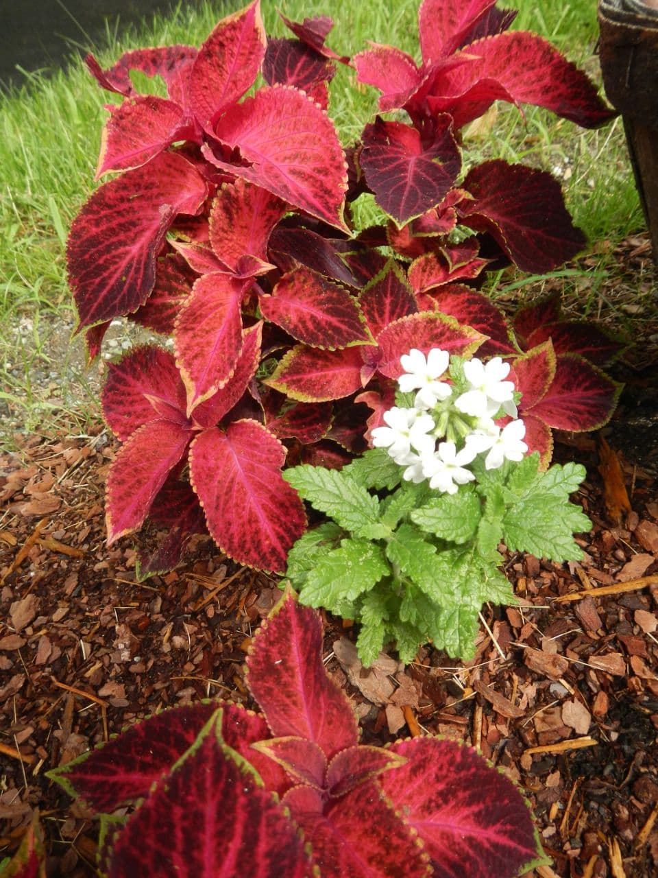 Coleus by the road.