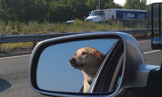 Pup in car.