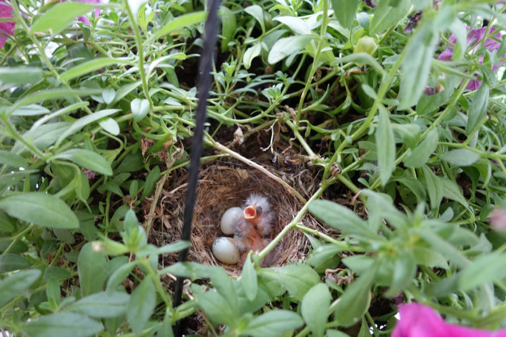 Baby Bird Hatchling