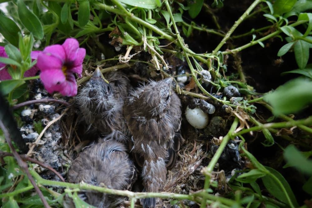 Baby Birds in Nest