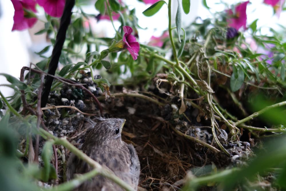 Baby Birds in Nest