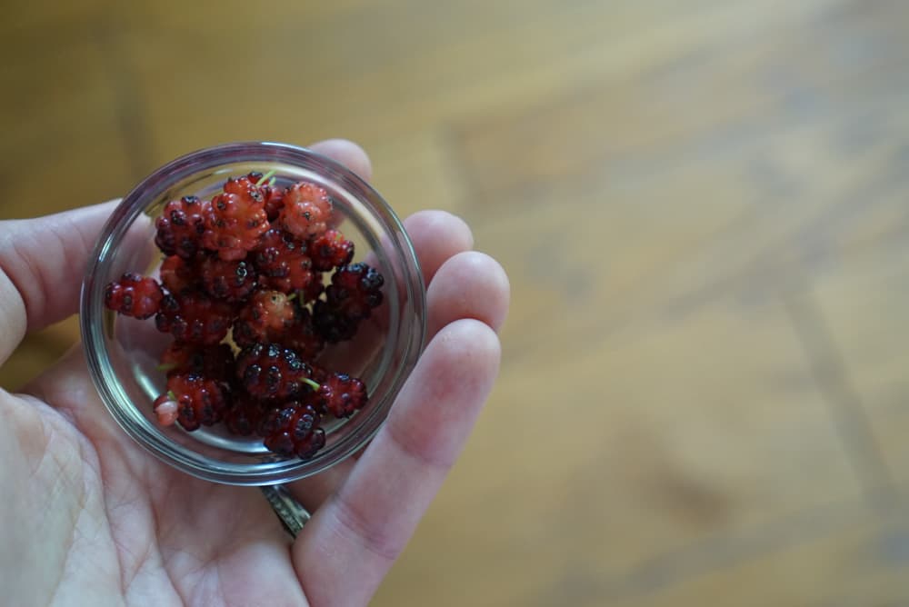 Are these mulberries?