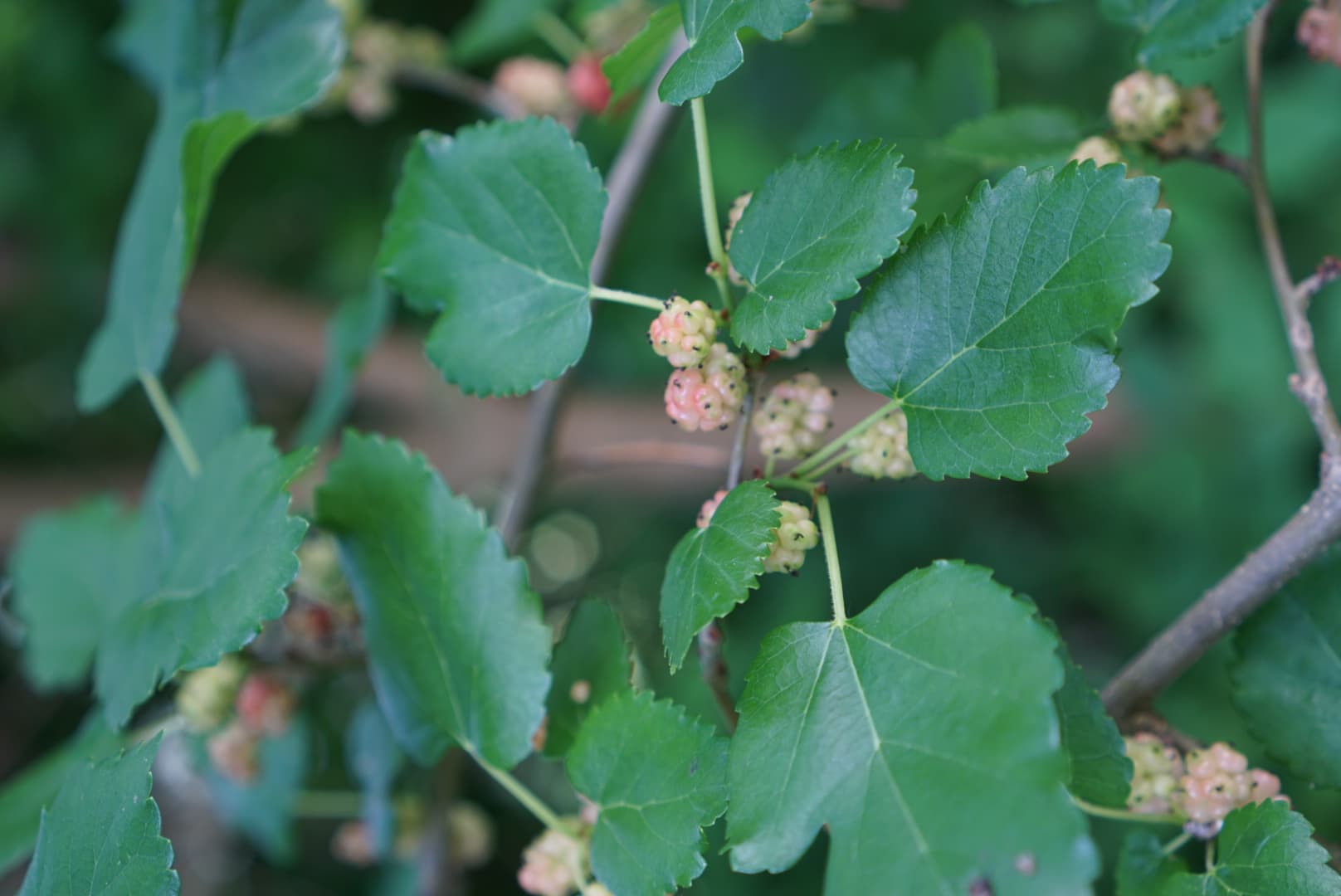 Are these mulberries?