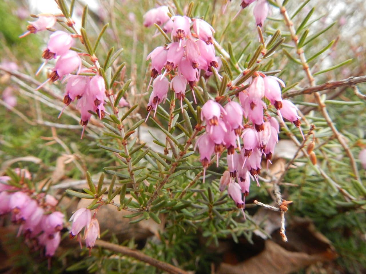 Pink Heather