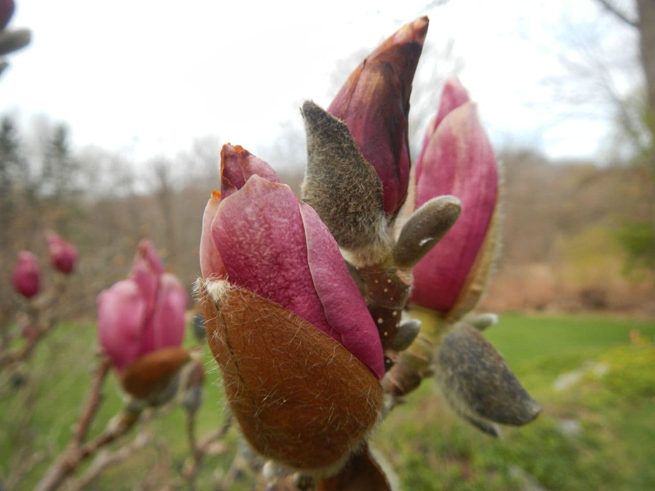 Magnolia