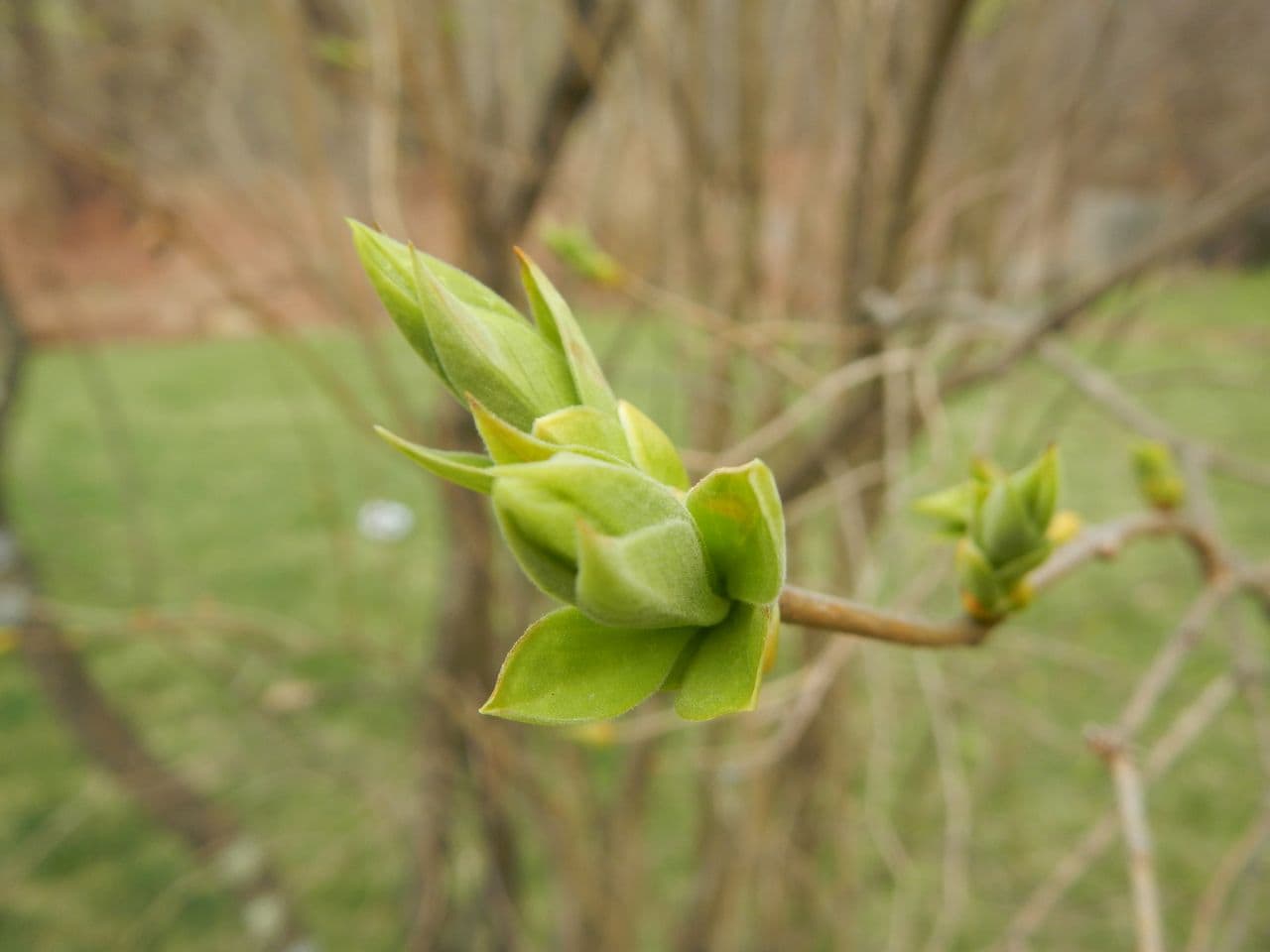 White Lilac