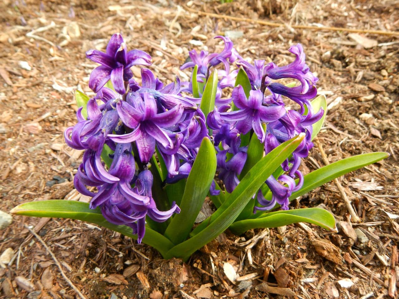 Hyacinth