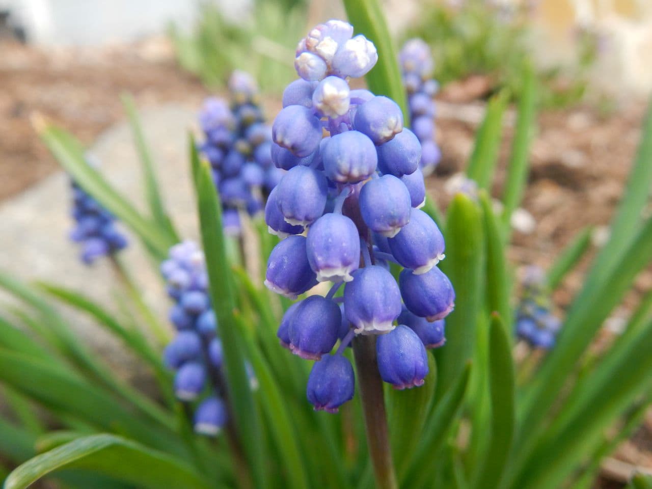 Grape Hyacinth