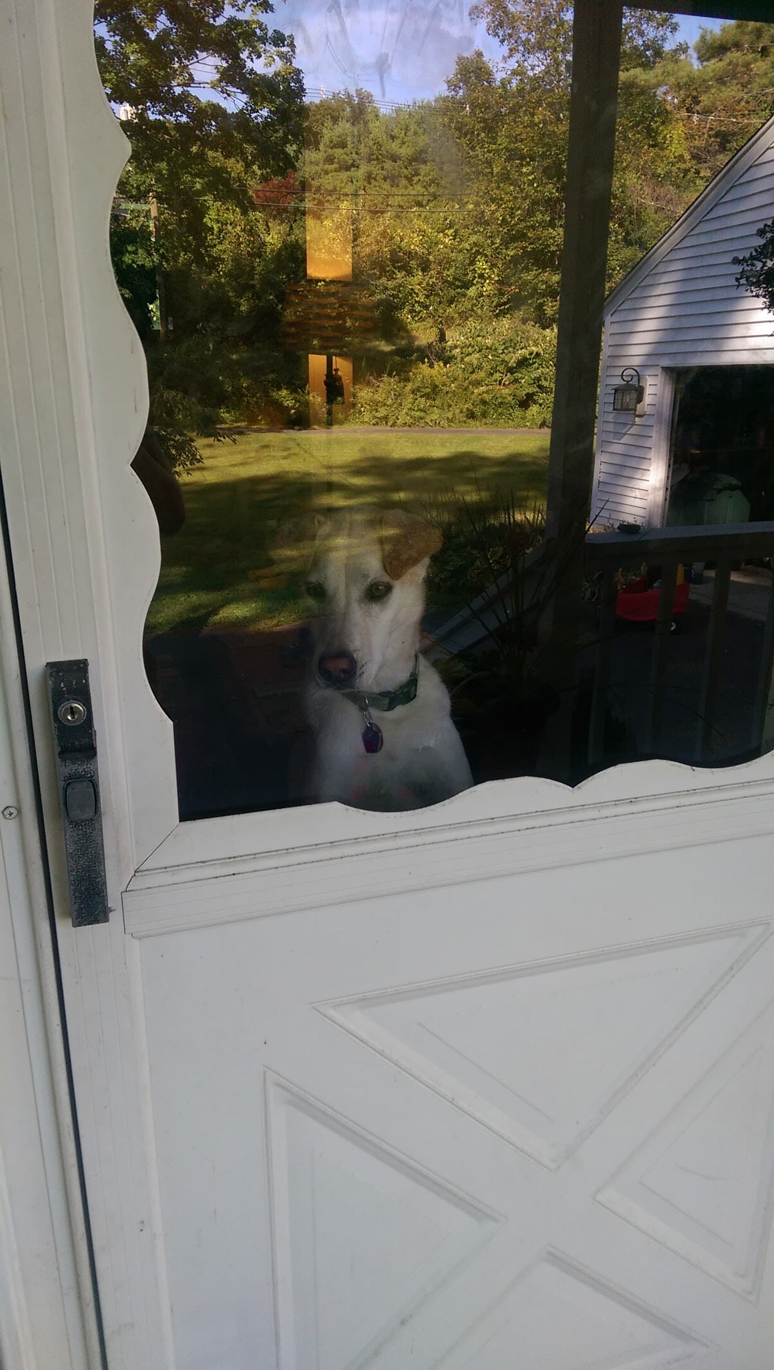 Dog in a storm door window.