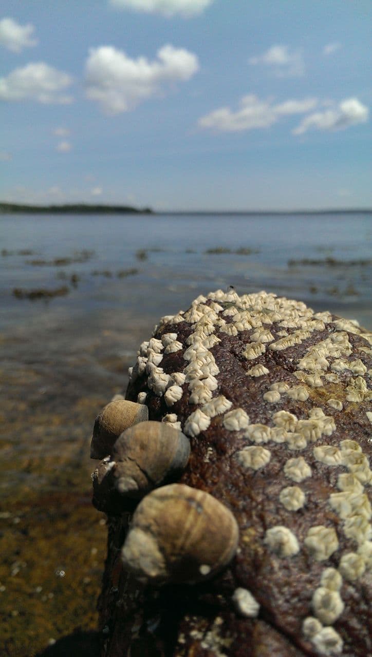 Mid Coast Maine