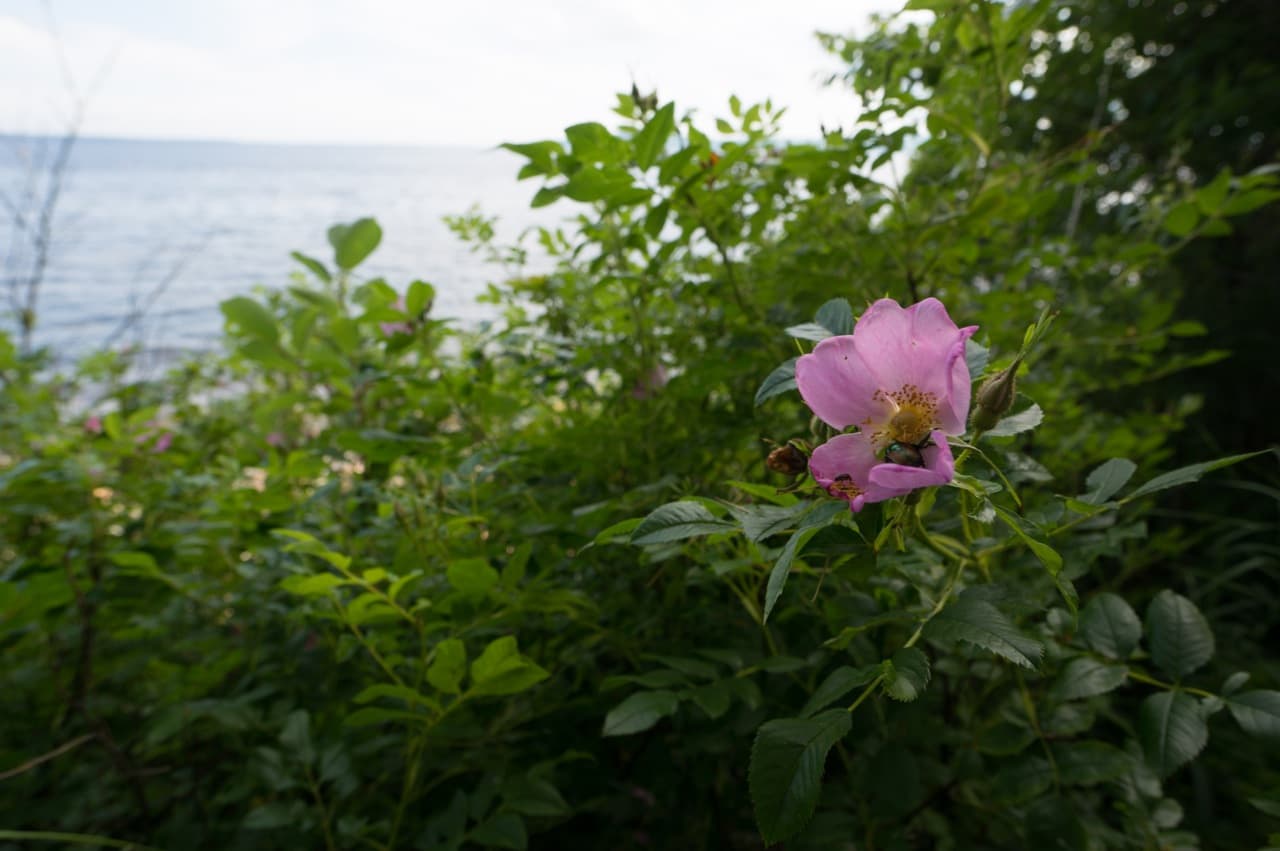 Mid Coast Maine