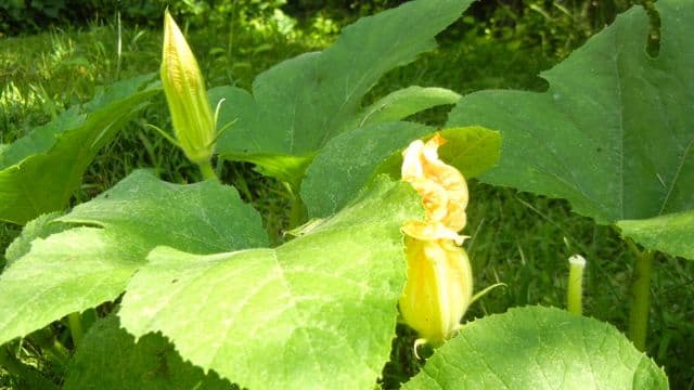 Pumpkin plant!