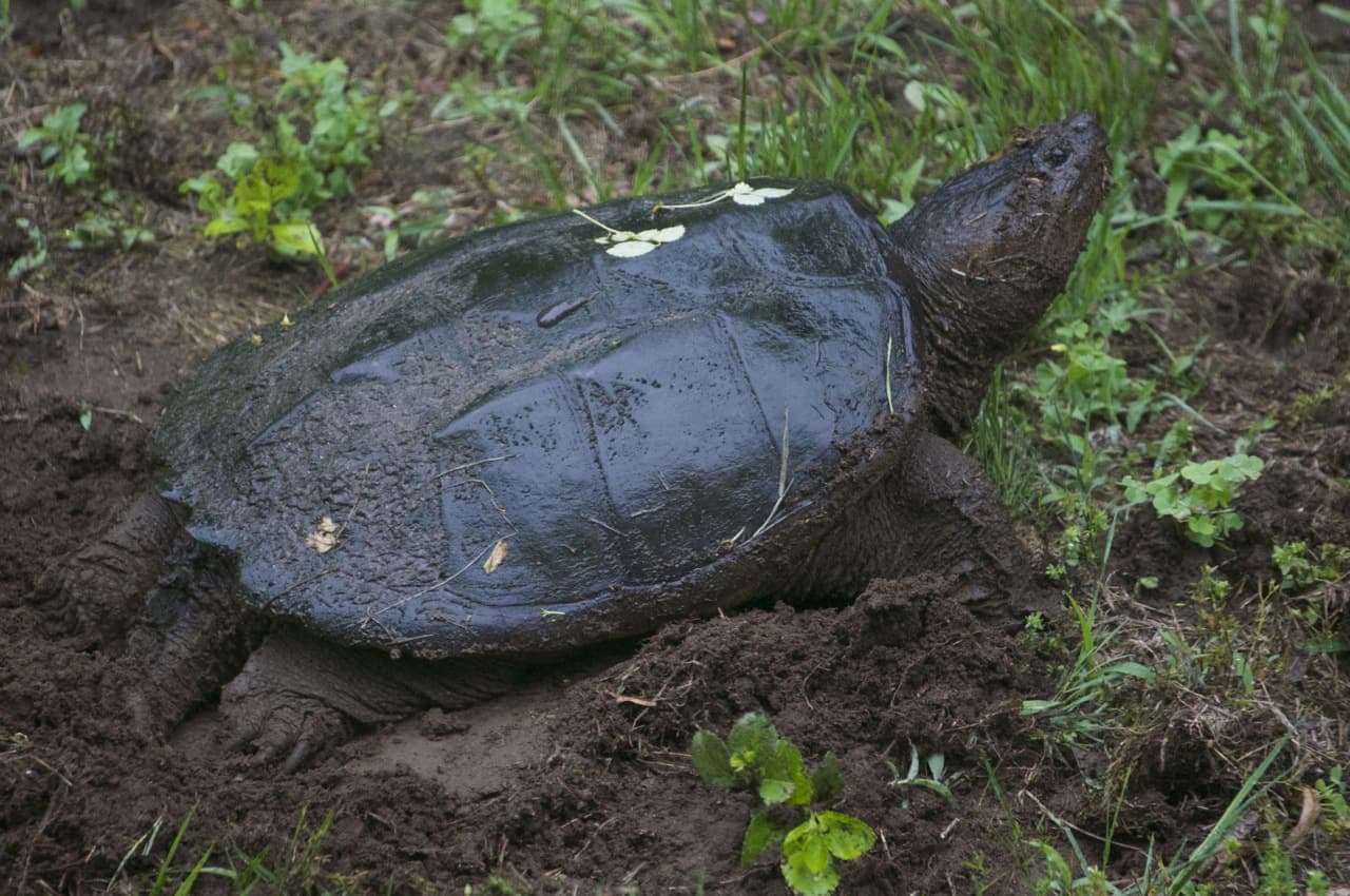 Connecticut Snapping Turtle