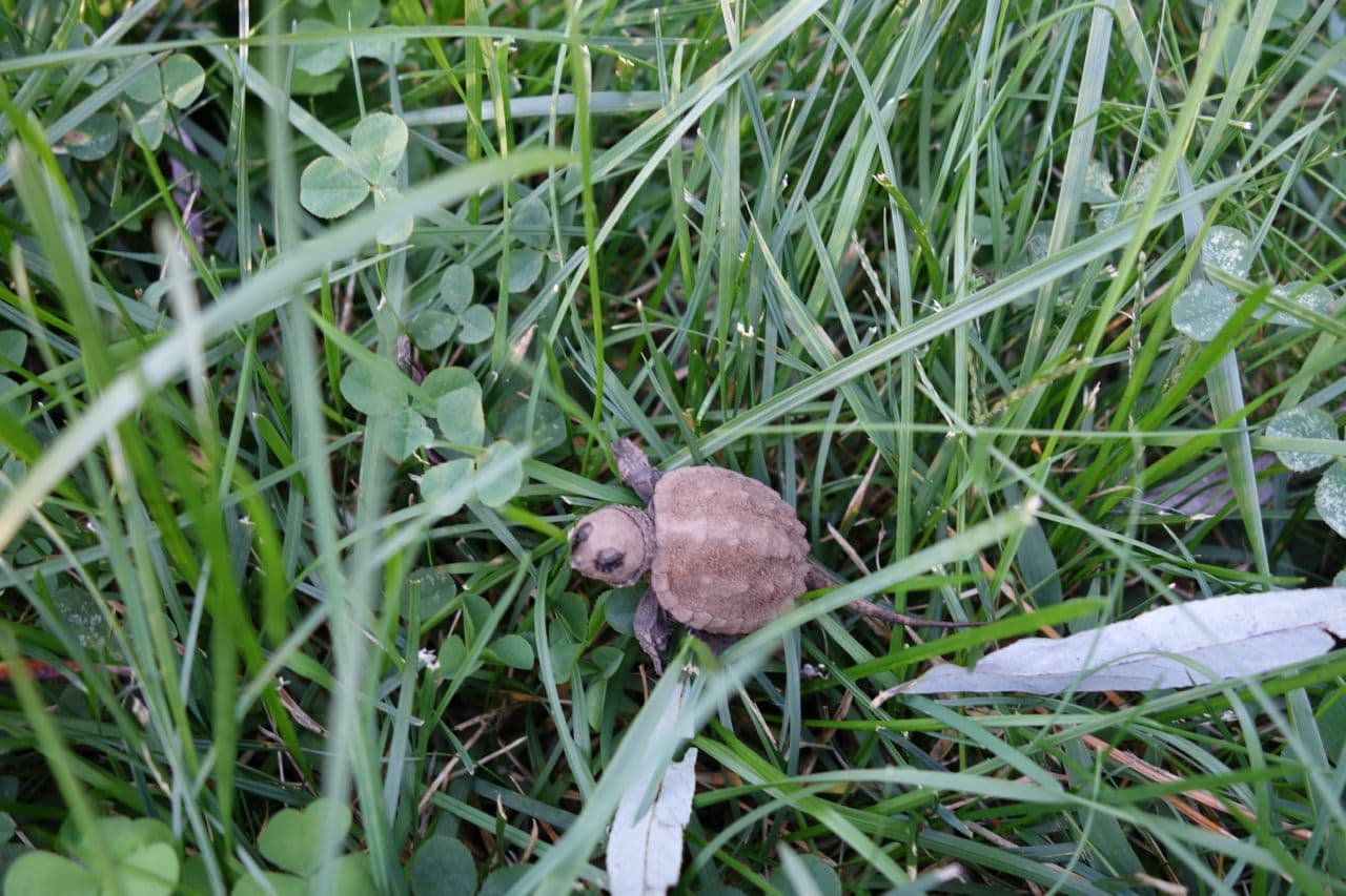 Baby Snapping Turtle