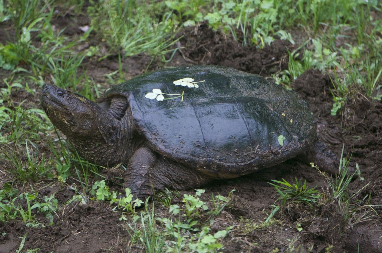 Snapping Turtle Laying Eggs