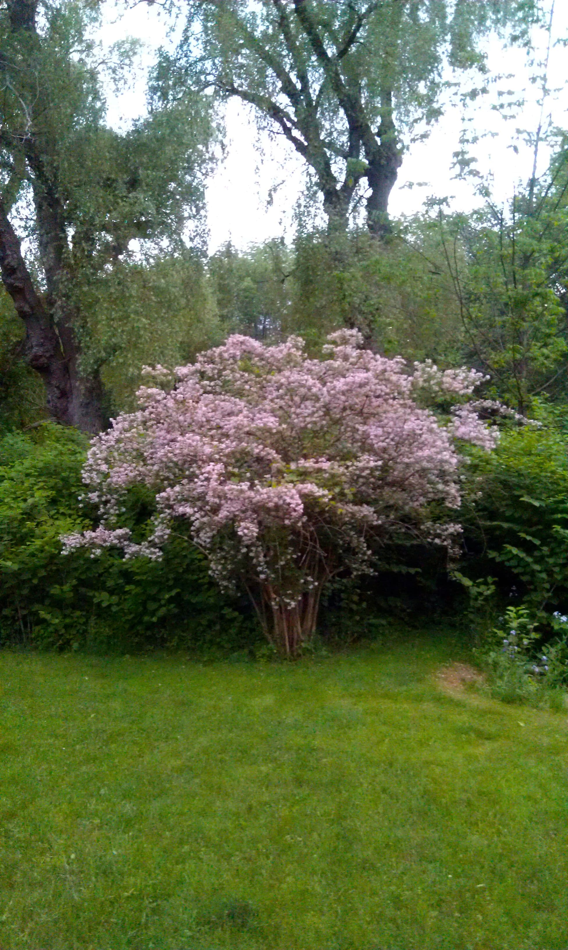 Beauty Bush