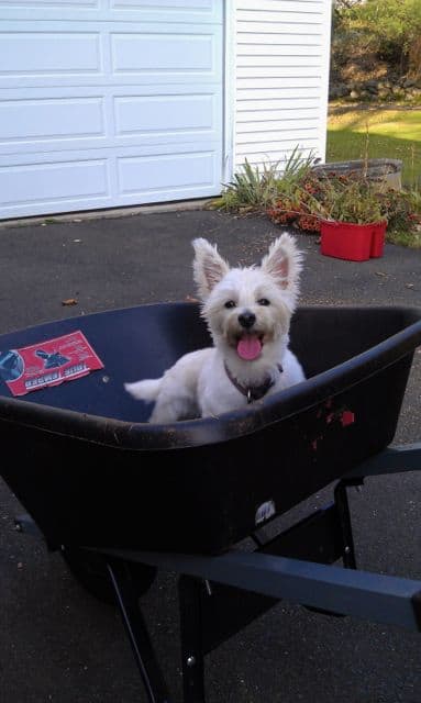 Puppy in Wheelbarrow