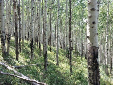 Vail Mountain Biking