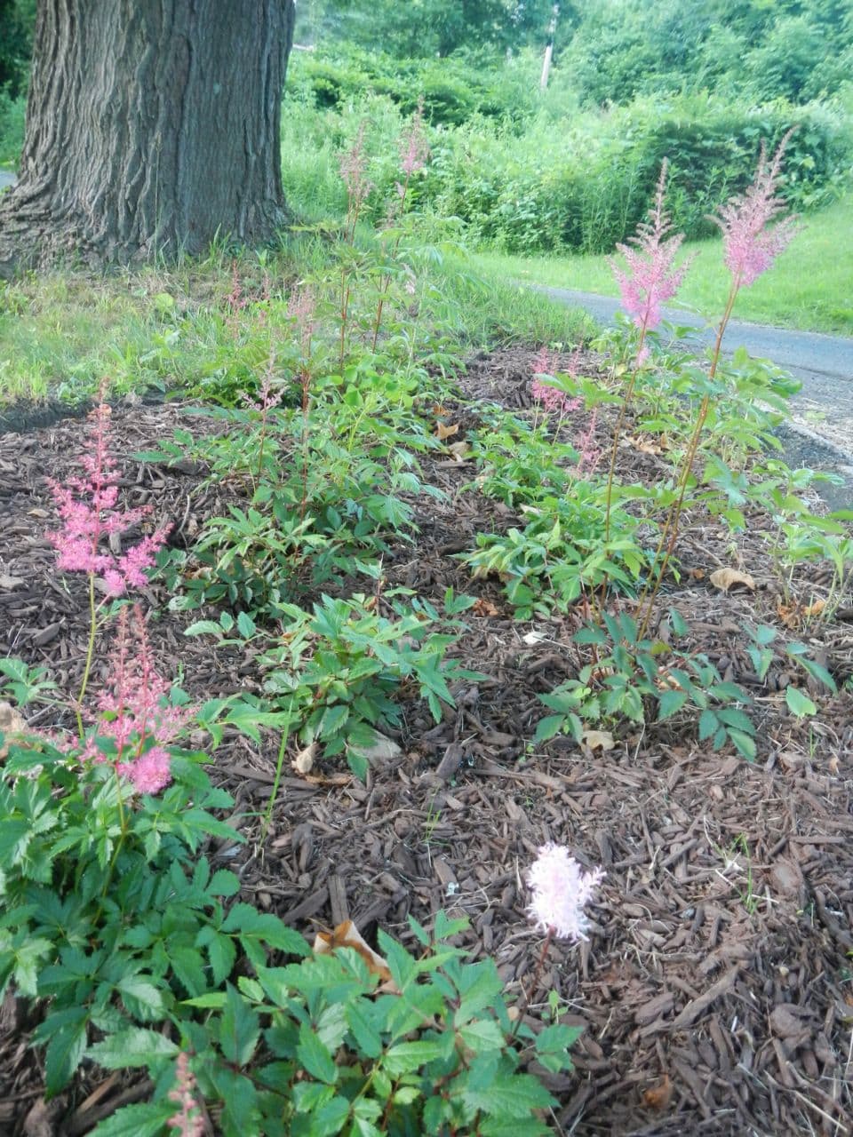 Astilbe Mine