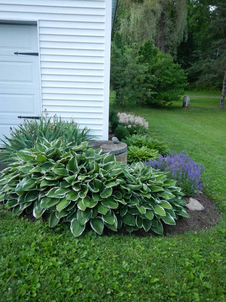 Astilbe Mine