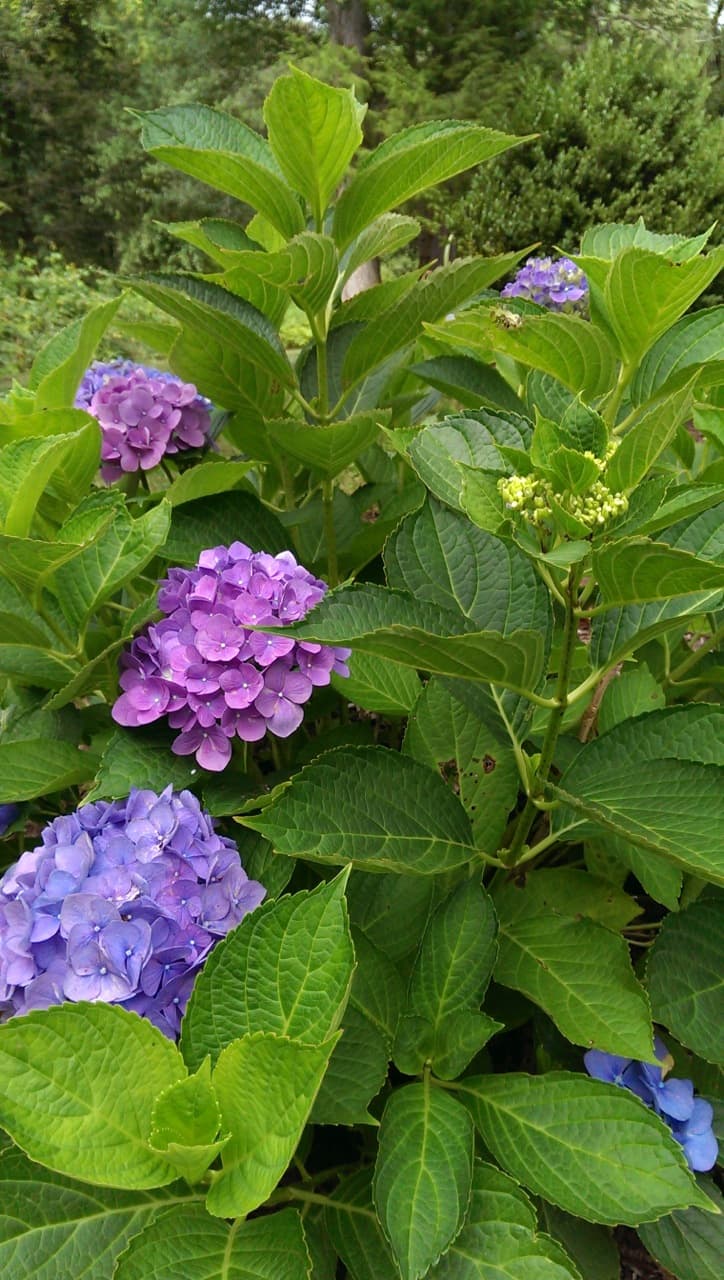 Purple Hydrangea