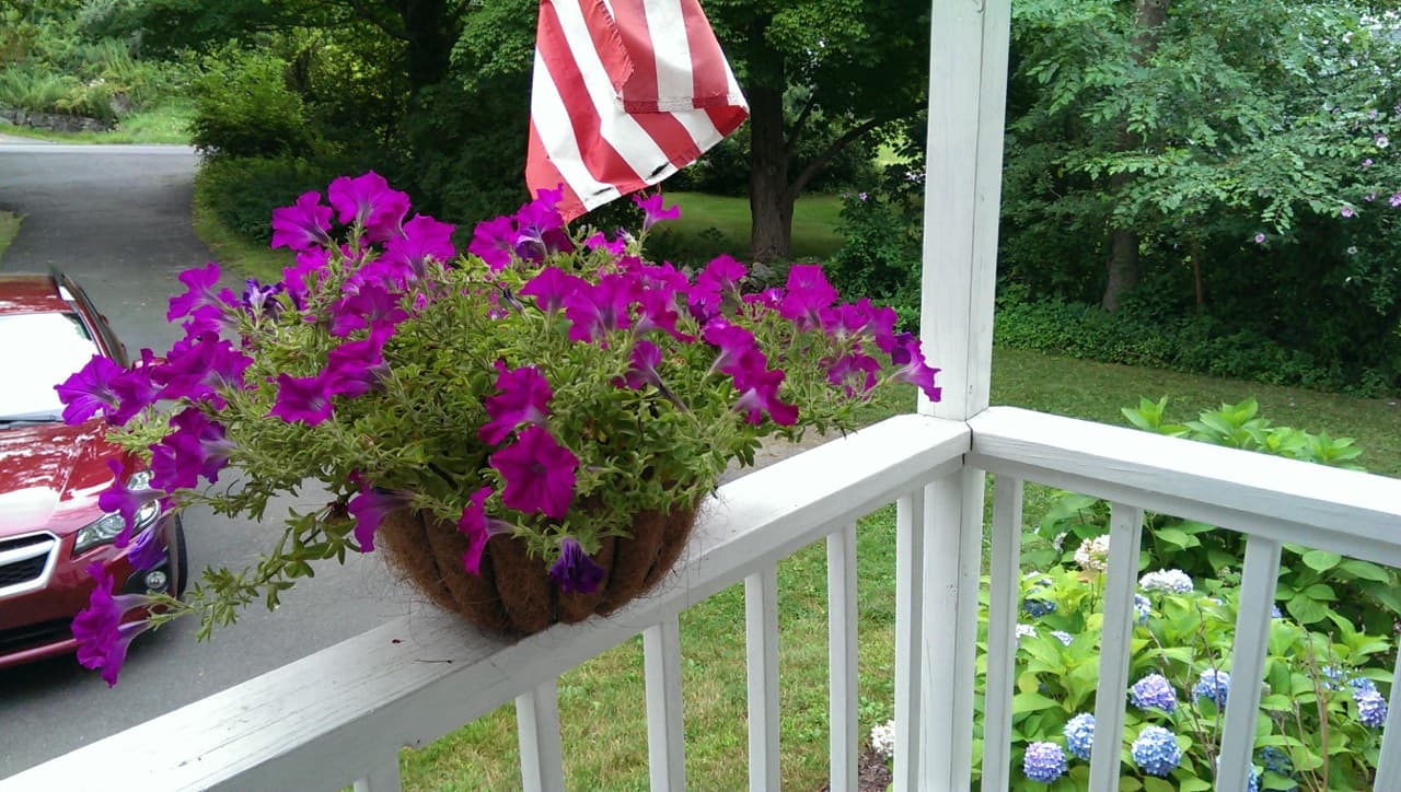 Purple Petunias in Basket