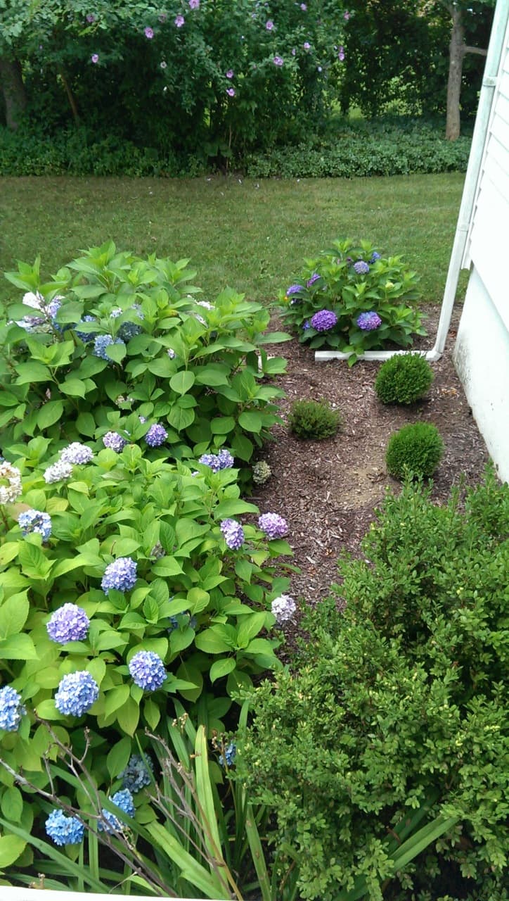 Blue Hydrangea