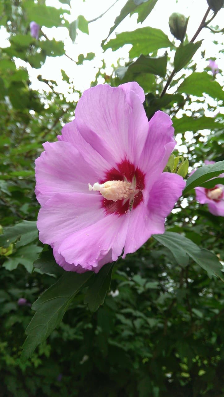 Hibiscus syriacus