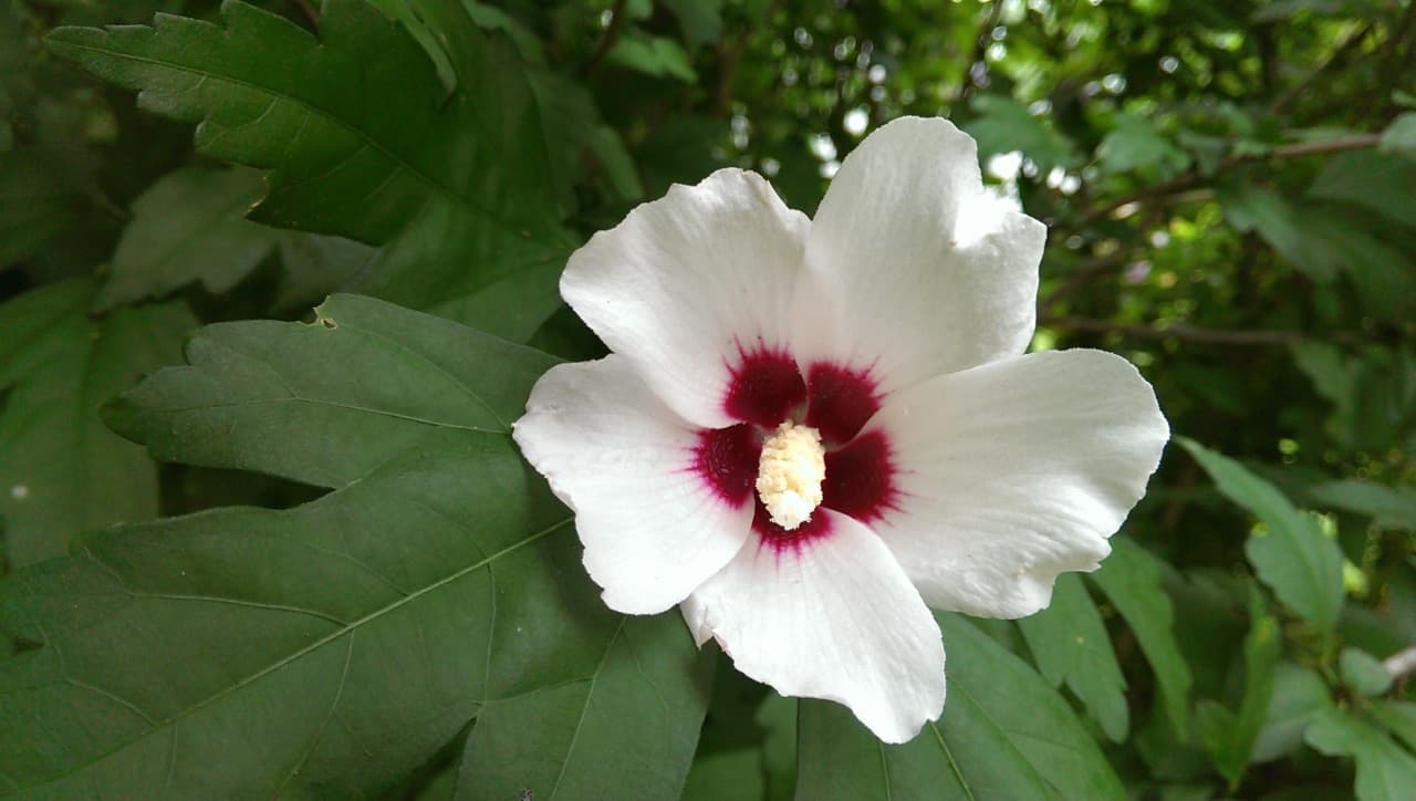 Hibiscus syriacus