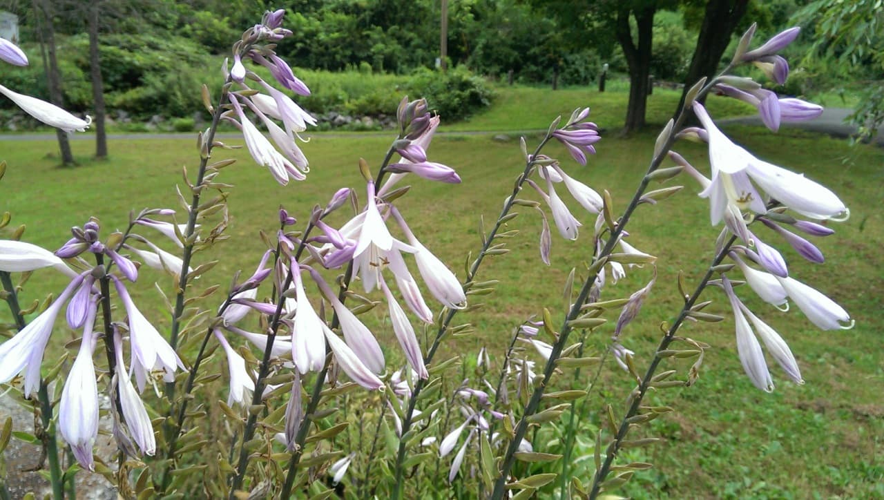 Hosta