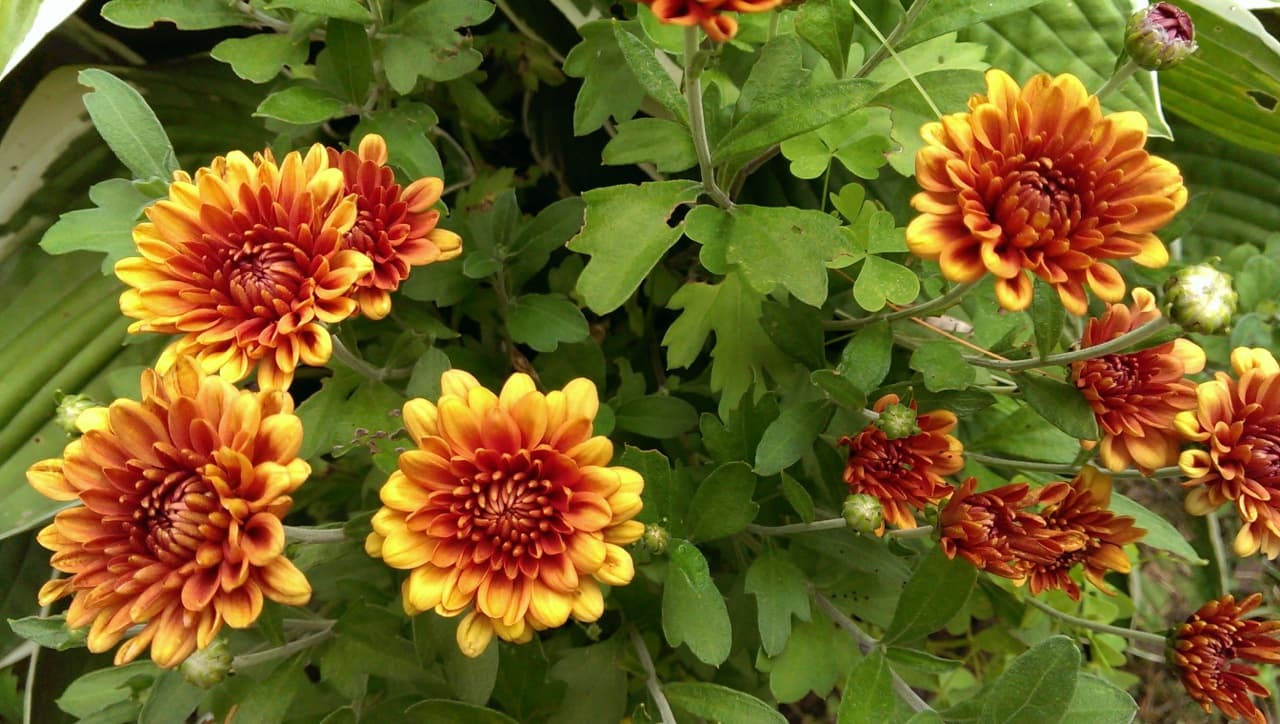 Chrysanthemum