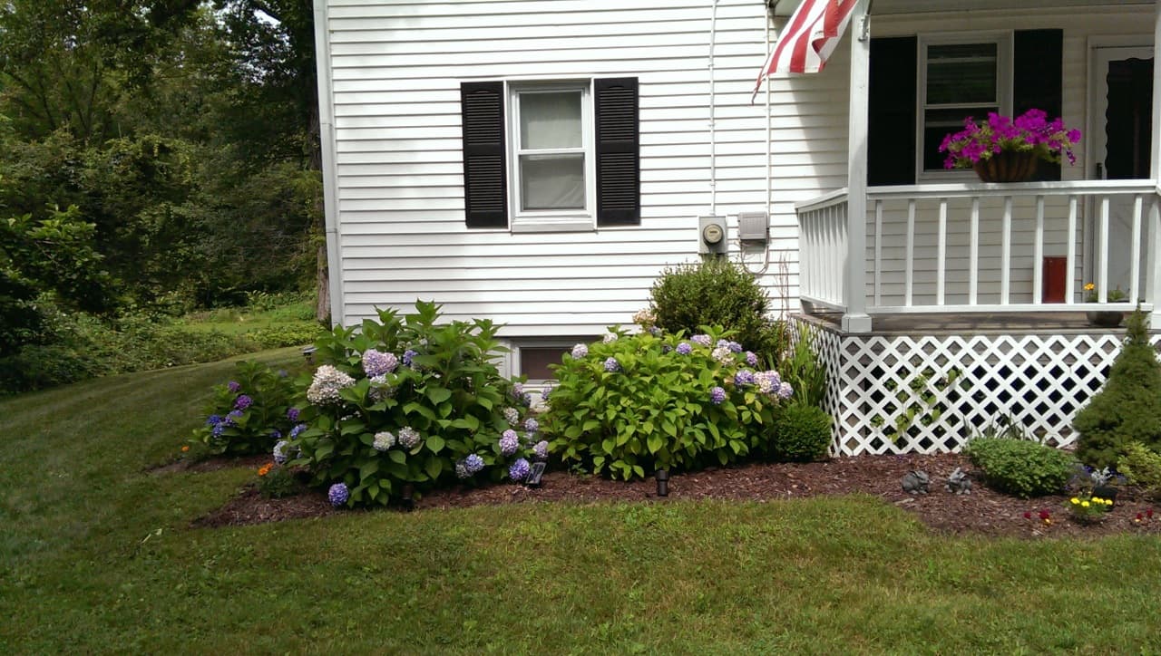 Blue Hydrangea