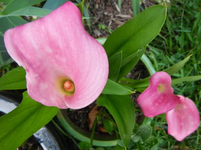 Calla Lily Container