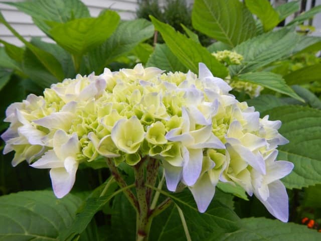 Hydrangea