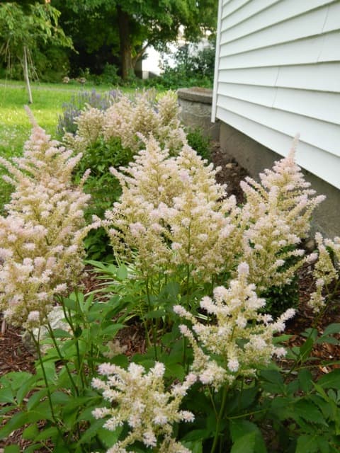 Astilbe