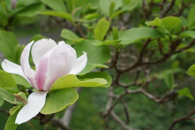 Northern Magnolia