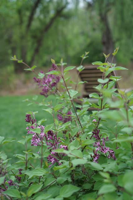 Reblooming Lilac