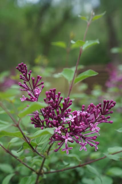 Reblooming Lilac