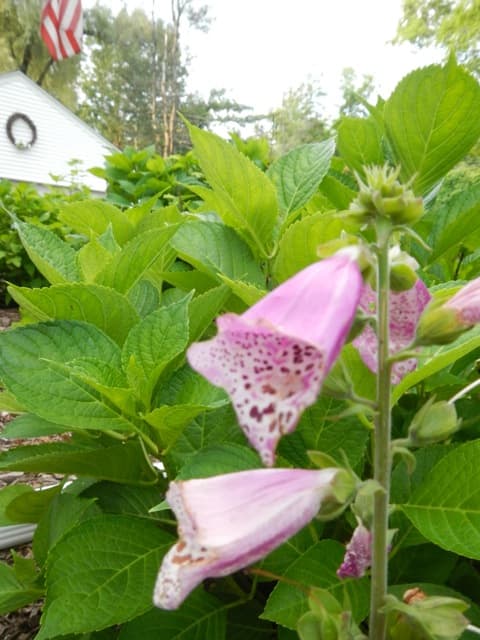 Foxglove \(Digitalis\)