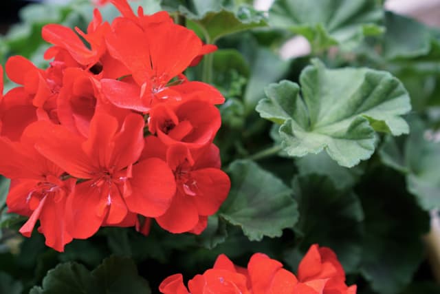 Red Geraniums